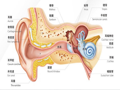 听力的知识